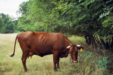 İnek yiyen ot yiyen doğa tarım çiftliği