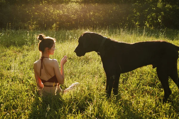 Mujer alegre jugando con un perro en un campo en la naturaleza en verano —  Fotos de Stock