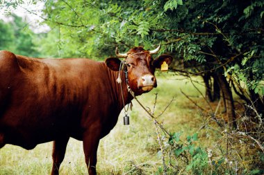 Hayvan memelileri çiftlik ineği otlatıyorlar doğa tarımı
