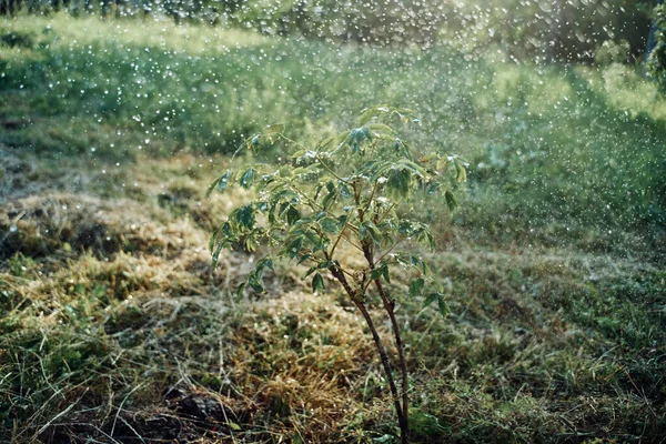 Unga planterade träd trädgård natur gröna blad — Stockfoto