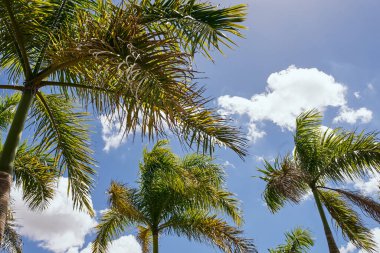 Adanın palmiye ağaçları Yaz mevsiminde egzotik manzaralar
