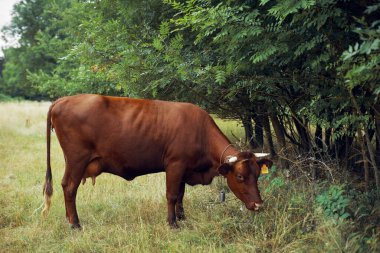 İnek yiyen ot yiyen doğa tarım çiftliği