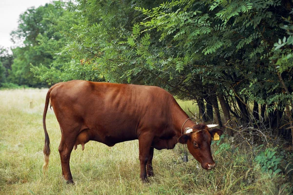 İnek yiyen ot yiyen doğa tarım çiftliği