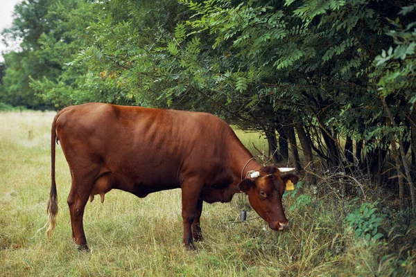 İnek yiyen ot yiyen doğa tarım çiftliği