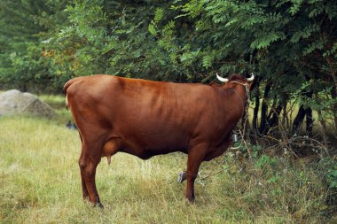 İnek yiyen ot yiyen doğa tarım çiftliği