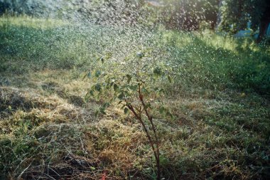 Ağaç sulama doğası yaz ekimi büyüyor