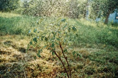 Genç ekilmiş ağaç bahçesi doğa yeşil yapraklar
