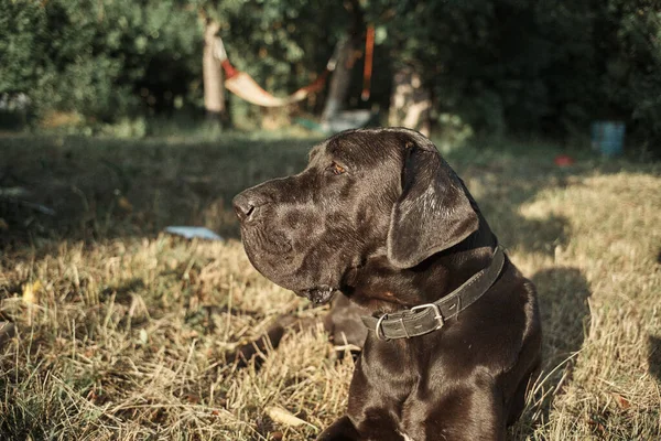 Большая чистокровная черная собака на открытом воздухе в поле домашних животных — стоковое фото