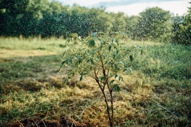 Genç ekilmiş ağaç bahçesi doğa yeşil yapraklar