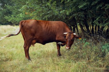 İnek yiyen ot yiyen doğa tarım çiftliği
