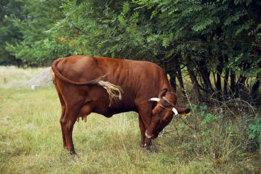 İnek yiyen ot yiyen doğa tarım çiftliği