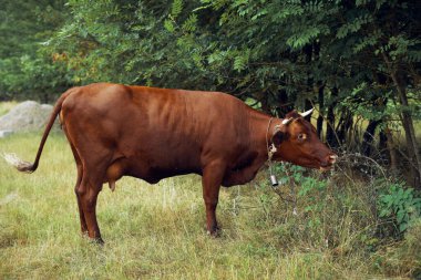 İnek yiyen ot yiyen doğa tarım çiftliği