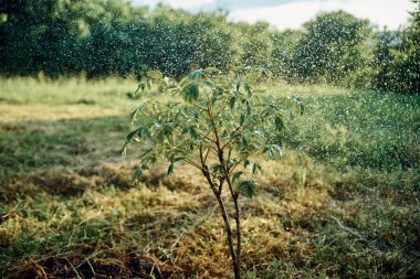 Genç ekilmiş ağaç bahçesi doğa yeşil yapraklar