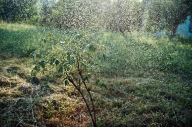 Genç ekilmiş ağaç bahçesi doğa yeşil yapraklar