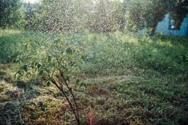 Genç ekilmiş ağaç bahçesi doğa yeşil yapraklar