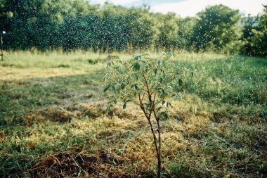 Genç ekilmiş ağaç bahçesi doğa yeşil yapraklar