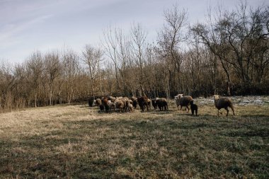 Koyun sürüsü, doğa tarımı.