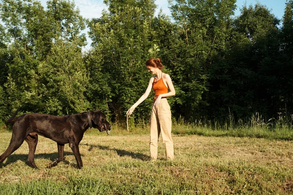 Kvinna leker med en stor svart hund utomhus i fält kul vänskap — Stockfoto