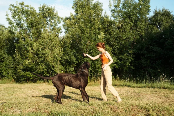 Mulher brincando com um grande cão preto ao ar livre no campo diversão amizade — Fotografia de Stock
