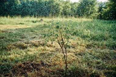 Genç ekilmiş ağaç bahçesi doğa yeşil yapraklar