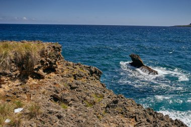 Adanın palmiye ağaçları Yaz mevsiminde egzotik manzaralar