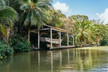 Adanın palmiye ağaçları Yaz mevsiminde egzotik manzaralar