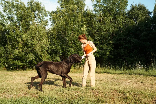 Kvinna leker med en stor svart hund utomhus i fält kul vänskap — Stockfoto