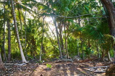 Ada palmiyeleri ormanları egzotik doğa tropikleri