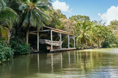 Adanın palmiye ağaçları Yaz mevsiminde egzotik manzaralar