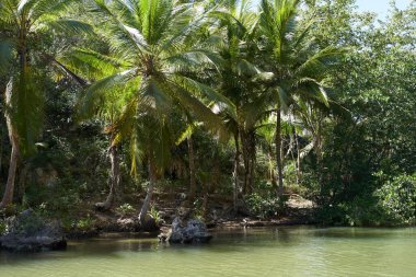 Adanın palmiye ağaçları Yaz mevsiminde egzotik manzaralar