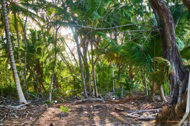 Ada palmiyeleri ormanları egzotik doğa tropikleri