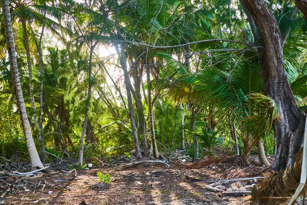 Ilha palmeiras selva natureza exótica trópicos Fotografia De Stock