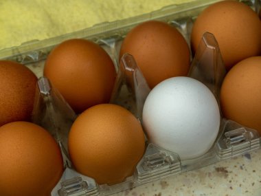 Açık bir kutuda kahverengi tavuk yumurtası. Seçici odak.