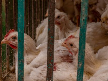 Kasap et dükkanında Satılık bir kafes beyaz Broiler tavuk.