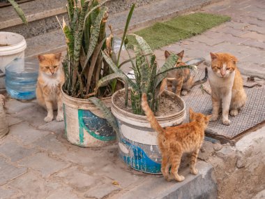 Sokak kedileri. Şehirdeki evsiz kedilerin hayatı.