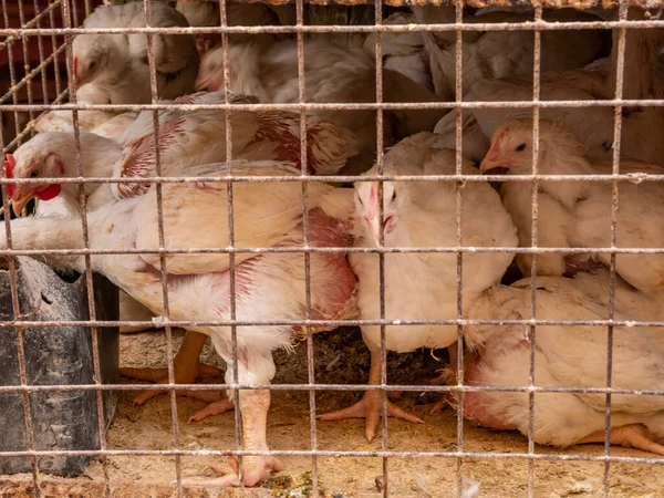 White chickens in a dirty iron cage. Bird trade.