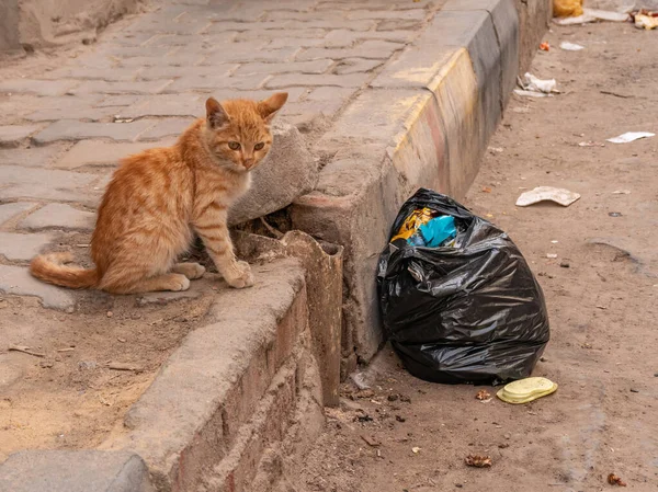 Animales sin hogar de la ciudad. Gatos callejeros en las calles de la ciudad. — Foto de Stock