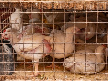 Kirli demir kafeste beyaz tavuklar. Kuş ticareti.