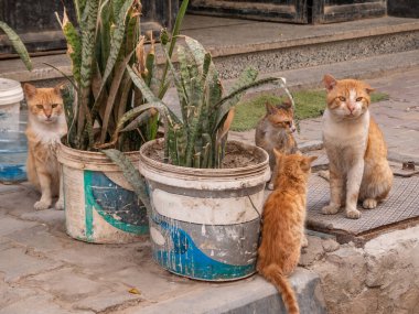 Sokak kedileri. Şehirdeki evsiz kedilerin hayatı.