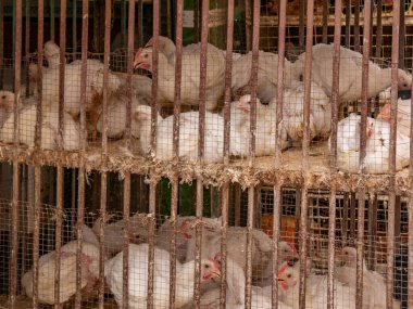 Kasap et dükkanında Satılık bir kafes beyaz Broiler tavuk.