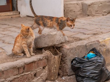 Kirli bir şehir kaldırımında iki evsiz kedi yavrusu.
