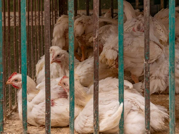 Kasap et dükkanında Satılık bir kafes beyaz Broiler tavuk.