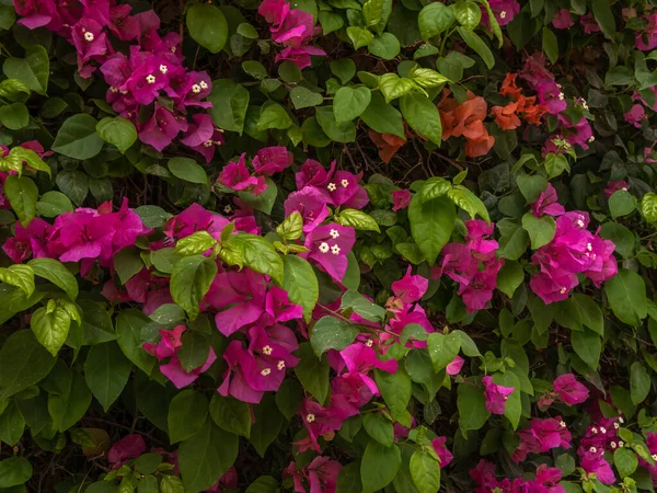 Bahar manzarası kırmızı çiçeklerle yeşil çalı açıyor..