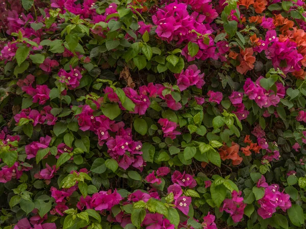 Bahar manzarası kırmızı çiçeklerle yeşil çalı açıyor..