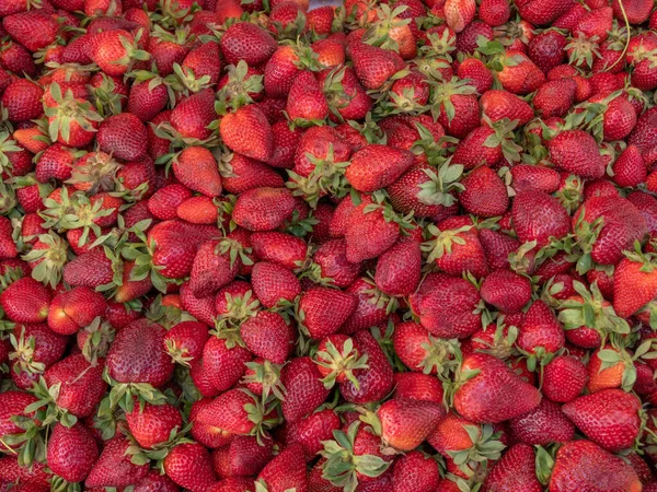 美丽的红色成熟草莓。特写，头像. — 图库照片