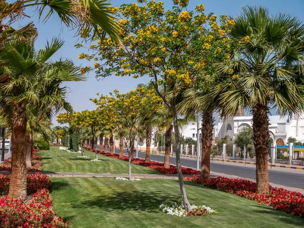 Beautiful, tall date palms on the street of the resort town. — Stock Photo, Image