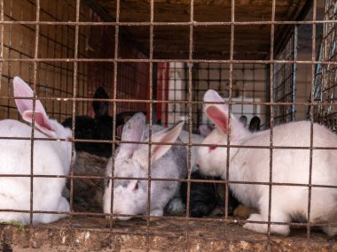 Pazarda satılık bir kafeste bir sürü büyük ve küçük tavşan var..