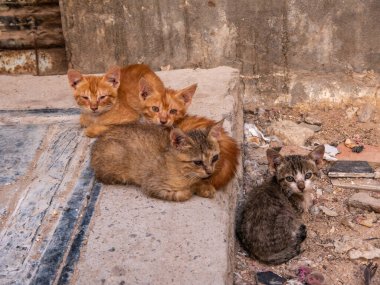 Evsiz kedi sürüsü evin yakınındaki bir caddede..