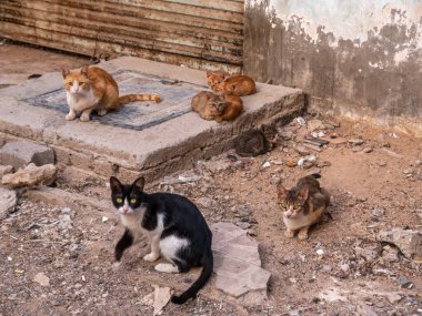 Sokak kedileri. Şehirdeki evsiz kedilerin hayatı.