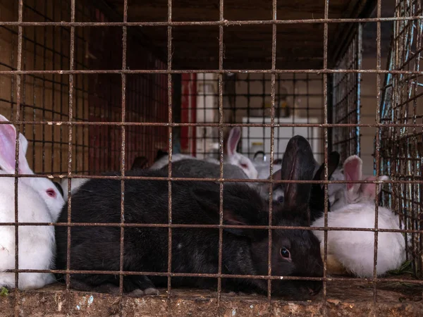 Tarım pazarında metal parmaklıkları olan kafesteki tavşanlar.